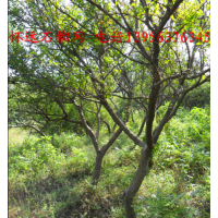 緊急出售4—7 公分懷遠(yuǎn)石榴樹