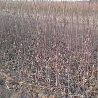 北美海棠樹(shù)果樹(shù)苗銷售