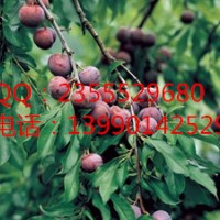 湖南脆紅李子苗苗圃，湖南供應李子苗