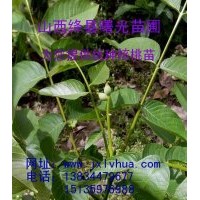 供應優質香玲核桃苗