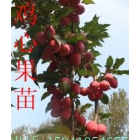 雞心果苗-矮化雞心果苗