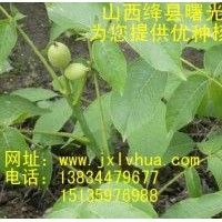 供應山西核桃苗，清香核桃苗，薄皮核桃苗，嫁接核桃苗，陜西核桃