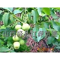 供應山西核桃苗 桃樹苗 側柏苗 花椒苗
