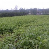 香椿苗種植行情 山東香椿苗種苗 紅袖香椿苗木價格