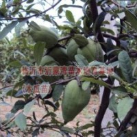 供應皺皮木瓜苗、木瓜樹