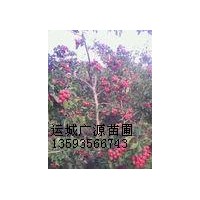 果樹苗木出售、5-7公分山楂樹出售、果樹苗木價格