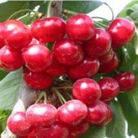 秦皇島優(yōu)質紅燈櫻桃苗