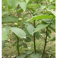 核桃苗基地供應核桃苗-香玲-遼河-中林-8158