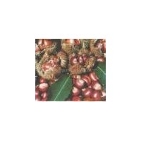 板栗苗，石豐，海豐，華豐，大紅袍，沂蒙短枝，日本油栗。