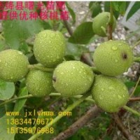中林核桃苗，成品核桃苗，新品種核桃苗