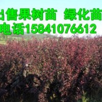 批發123果樹苗，寒富蘋果苗，李子苗，王族海棠苗