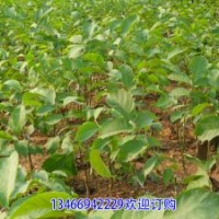 核桃苗價(jià)格山西核桃苗基地優(yōu)質(zhì)核桃苗品種