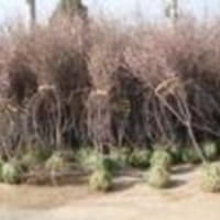 供應(yīng)蘋果樹、蘋果苗、品種蘋果樹苗（紅富士蘋果樹、美國8號蘋果