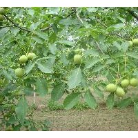 大量供應核桃苗