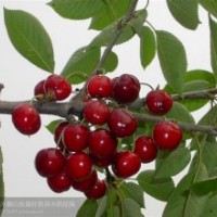 櫻桃苗：紅燈、早大果、意大利早紅、那翁等