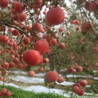棲霞蘋果樹，蘋果樹價格，蘋果樹圖片