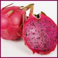 供應(yīng)火龍果苗 紅肉火龍果苗 白肉火龍果苗 無(wú)需授粉