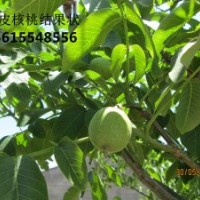 薄皮核桃苗，當(dāng)年結(jié)果薄皮核桃苗