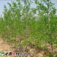 供應柿子苗 核桃苗 蘋果苗 棗樹苗 李子苗