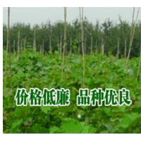貝達葡萄苗 扦插紅提葡萄苗
