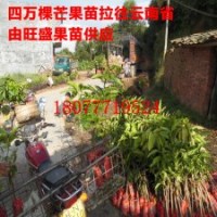 廣西旺盛果苗有限公司大量批發芒果苗 荔枝苗 木菠蘿苗