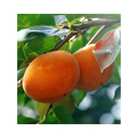 供應(yīng)柿樹苗