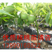 供應自貢優質良種嫁接核桃苗