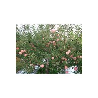 蘋果樹出售、7-10公分蘋果樹、價格優惠