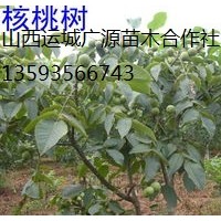 核桃樹出售、2-5公分核桃樹、核桃樹價格