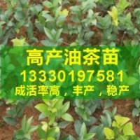 油茶樹種植條件,怎樣種植油茶,高產油茶苗品種,無性油茶嫁接苗