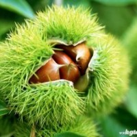 供應大紅袍板栗苗寶元板栗苗板栗實生苗華豐板栗苗板栗種子