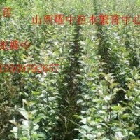 蘋果苗