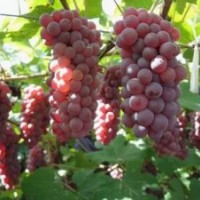 著色香、玫瑰露、夏黑、茉莉香金紅娃葡萄苗