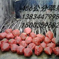 雙八蘋果，3.4.5公分蘋果樹 6.7.8公分蘋果樹