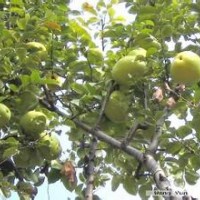 常年供應木瓜樹、國槐樹