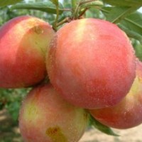 桃苗、春雪桃苗、萊山蜜桃苗、冬桃苗