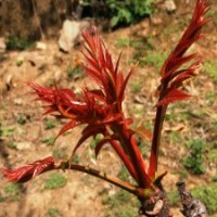香椿苗、大棚香椿苗、香椿樹苗、山東香椿苗、紅香椿苗
