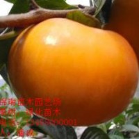 柿子苗價格|牛心柿子苗價格|地徑4公分柿子苗價格