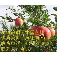 石榴苗價格|花石榴價格|紅石榴價格|石榴苗價格|石榴苗種植基地
