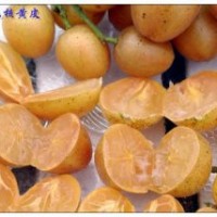 供應雞心黃皮苗 出世甜 優良品種果苗 假一賠十正品無核黃皮苗