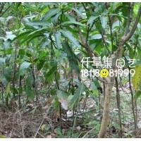 芒果樹(shù)苗