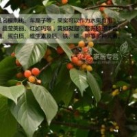 黑蘭特櫻桃樹(shù)苗
