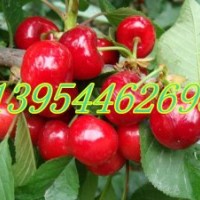 櫻桃苗、櫻桃樹、櫻桃苗價格、美早紅燈早大果櫻桃苗