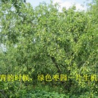 供應(yīng)優(yōu)質(zhì)雪棗苗無核棗苗滄州小棗苗13932766515