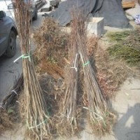 板栗苗批發(fā)，泰山油栗板栗苗供應，優(yōu)質板栗苗價格