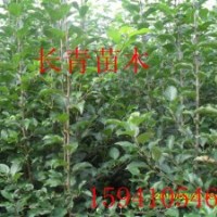 蘋果苗，自家蘋果苗，123蘋果苗
