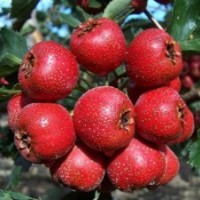 供應(yīng)山楂苗 山楂苗價格 大金星山楂苗