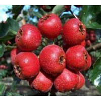 山西運城供應山楂果