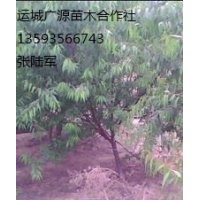 3-8公分山桃樹(shù)出售、山桃樹(shù)供應(yīng)