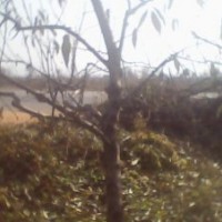 供應(yīng)5公分桃樹(shù) 8公分桃樹(shù)-15公分桃樹(shù) 占地桃樹(shù) 桃樹(shù)價(jià)格